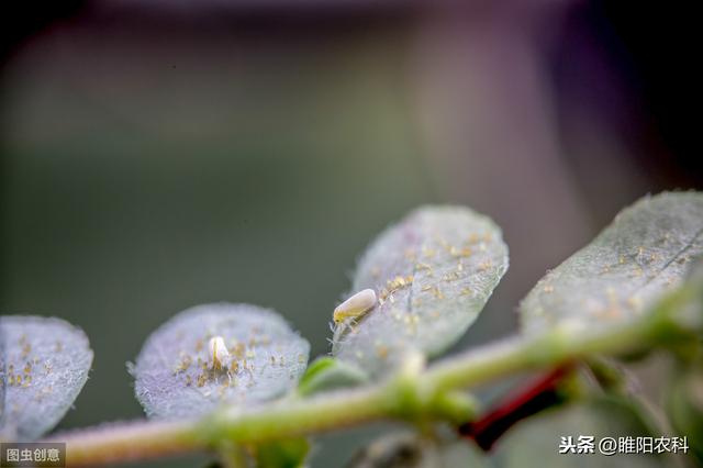 噻虫嗪杀虫效果不好，是你使用方法不对，这样用高效又长效3