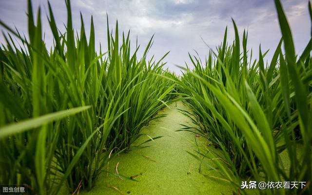 种植茭白想高产，3条易犯错误要避免，5点增产技巧需记牢4