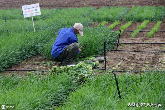 韭菜种植做好这五点，苗株根系发达、叶片肥大，产量品质有保证5