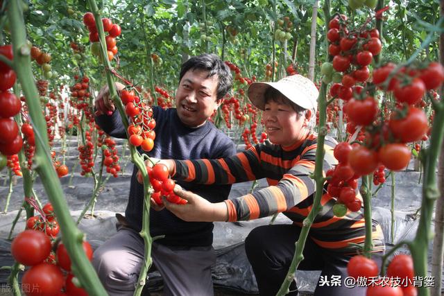 番茄种植 番茄种植（番茄种植记录观察记录表） 生活