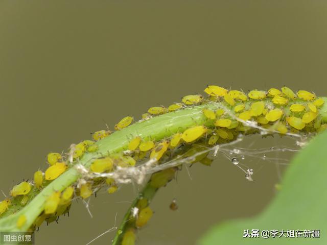 防治棉花蚜虫，防止棉花减产，附用药方案