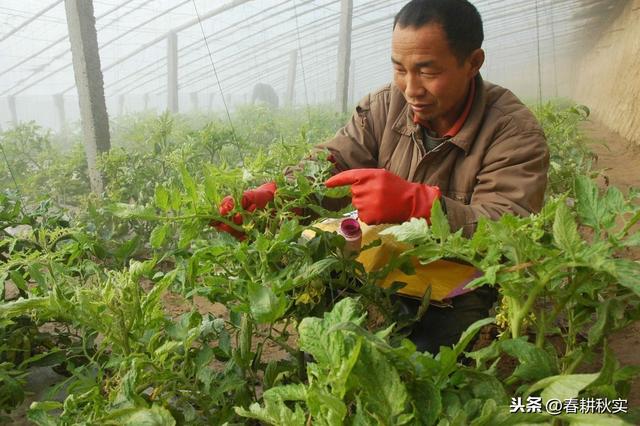 多雨潮湿“番茄绵疫病”易发生，要找对原因，进行综合防治才管用5