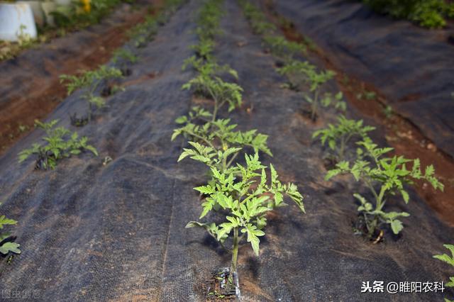 蔬菜幼苗出现黑根、烂根、死苗，用这个配方灌根，10天就能解决2