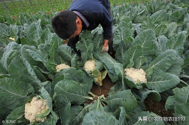 花椰菜常见病虫害的防治技术！4