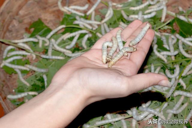 养蚕掌握好这6种蚕药的用法及注意事项，可使养蚕收益增长20%以上5