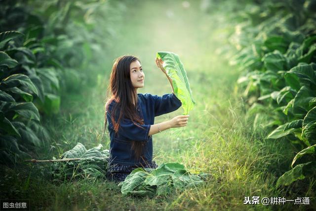 几种除草剂及其组合对烟田杂草的防除效果7