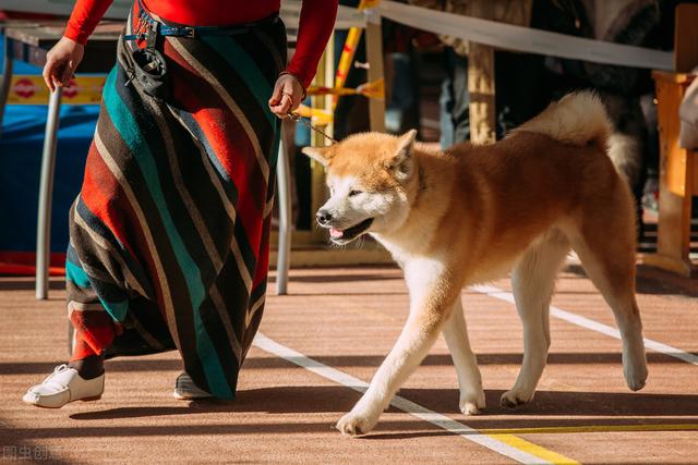 秋田犬价格