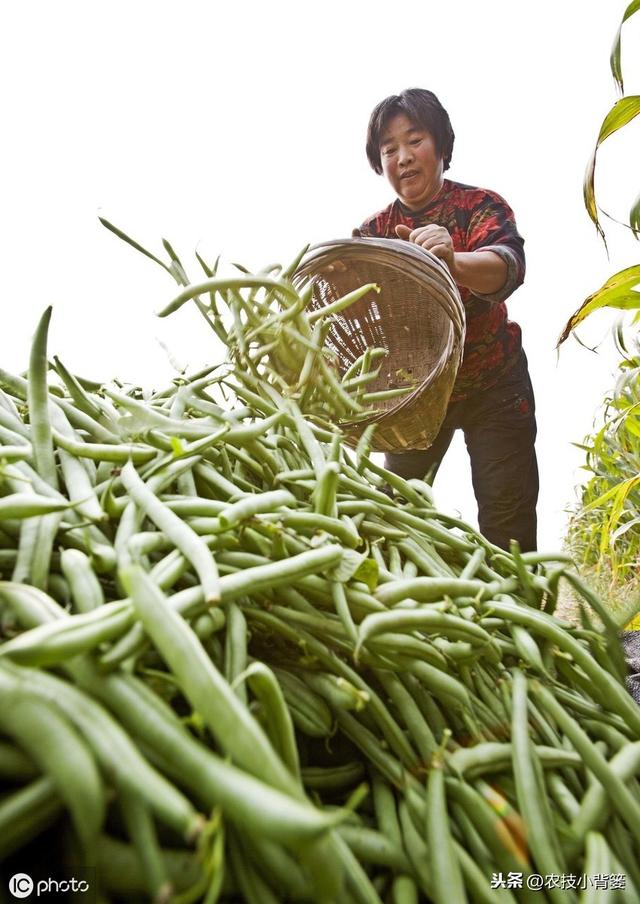 芸豆如何种植才能提高产量？它这些生长特性和管理技巧要知道！3