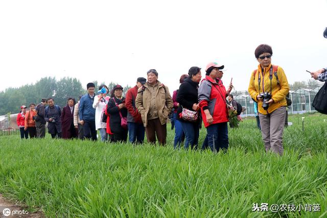 韭菜种植做好这五点，苗株根系发达、叶片肥大，产量品质有保证4