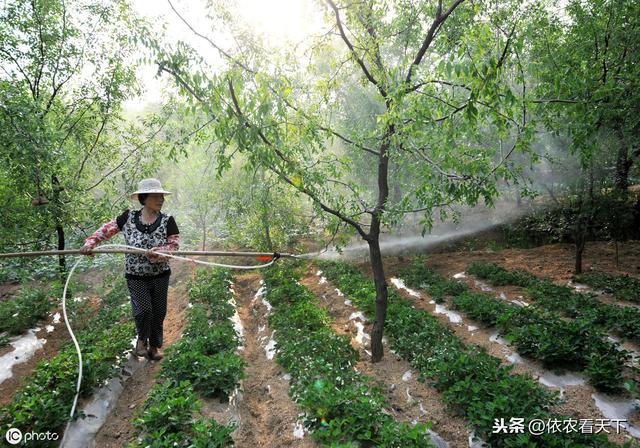 枣树绝症“枣疯病”，别再找特效药，这种病只能这样防治4