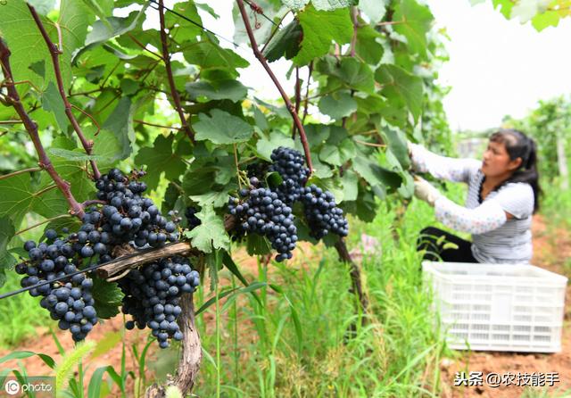 葡萄技术：葡萄果园常见三种病害症状、发病规律及防治措施详解3