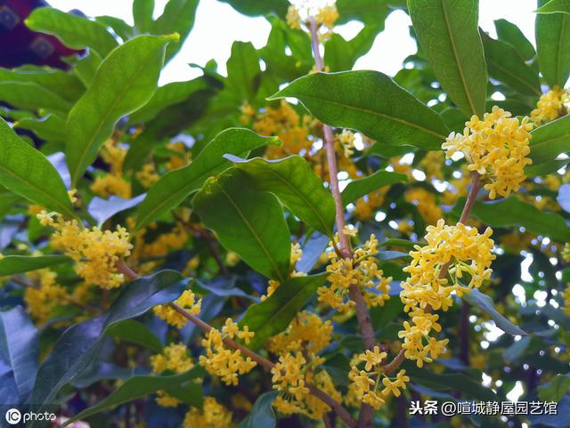 北方桂花树种植技术 北方桂花树种植技术（桂花树北方可以露天种植吗） 生活