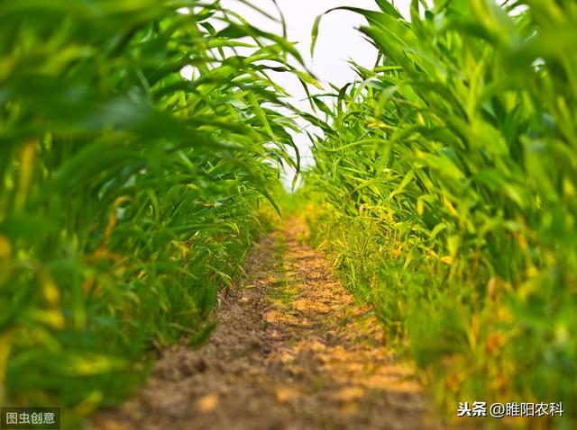 玉米田除草剂最优秀的安全剂，让玉米不在发生药害