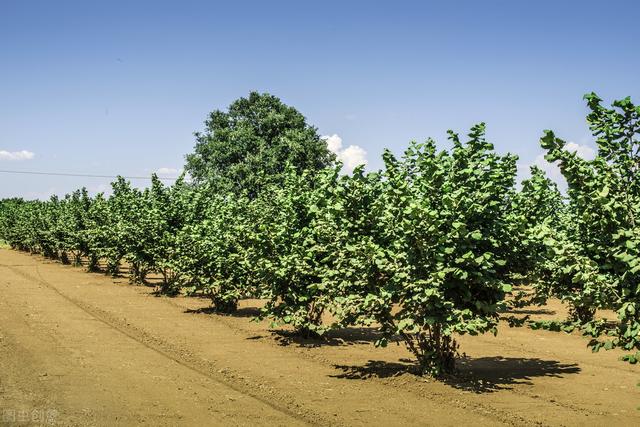 大果榛子高效栽培管理技术，及病虫害的防治措施，实现榛子的增收6