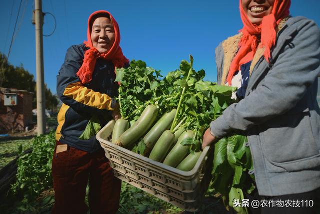 白萝卜、胡萝卜、青萝卜，水果萝卜该如何种植管理，能高产呢？2