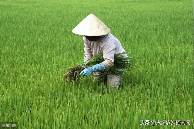 草铵膦配上它，能除上百种杂草！30多种恶性杂草连根拔