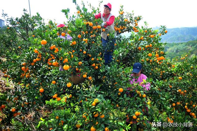 柑橘红蜘蛛危害重、防治难，用好这些方法，春季防治最关键！13