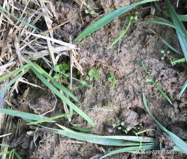 小麦拔节之前，如何安全、高效的一次性进行除草、病虫防治？4