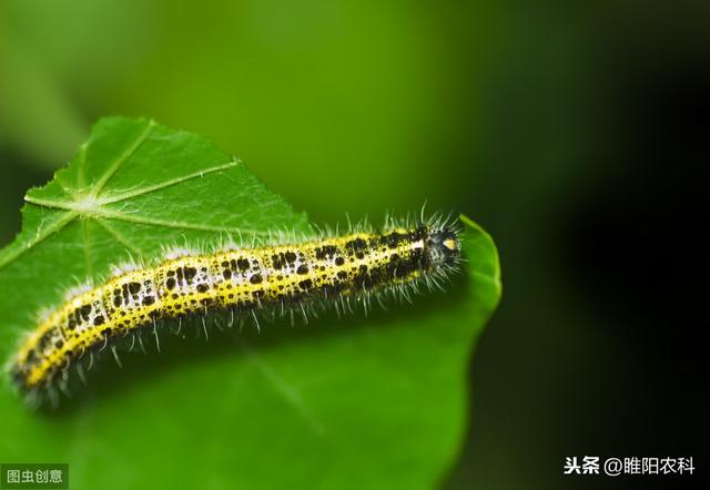 又一个新药上市，能治100多种抗性害虫，30分钟死虫持效期达20天3