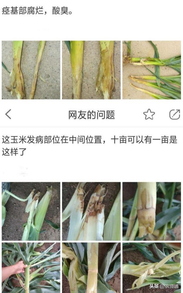 7-8月玉米茎腐病高发，基部腐烂，发臭，易折断，这样防治最高效1