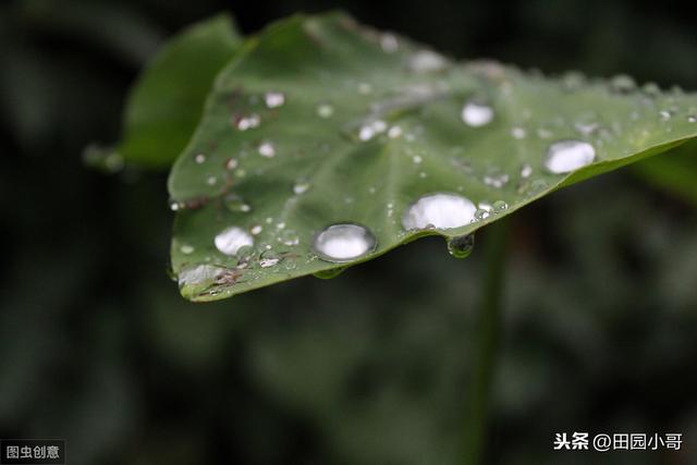 高温多雨，萝卜软腐病高发，掌握科学防治技巧，降低减产损失3