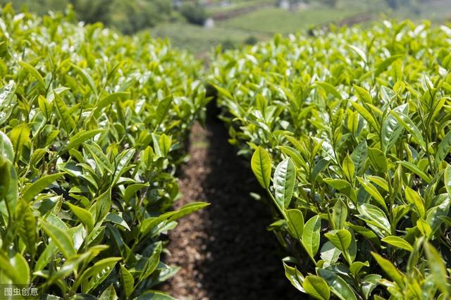 针对茶树小叶蝉的治理方法，达到改善植株生长环境条件，提高产量
