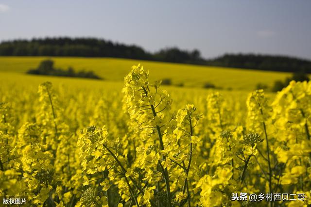 油菜播前、播后苗前或移栽前除草剂的安全使用技术