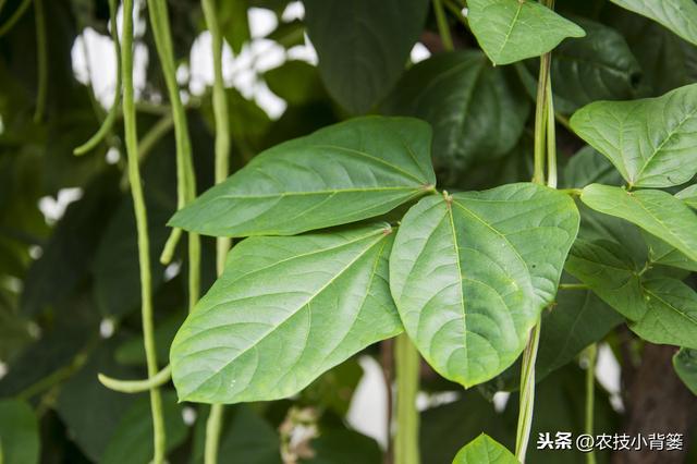 春季种植豆角做到这五点，苗株健壮、开花结荚多，持续采摘能高产3