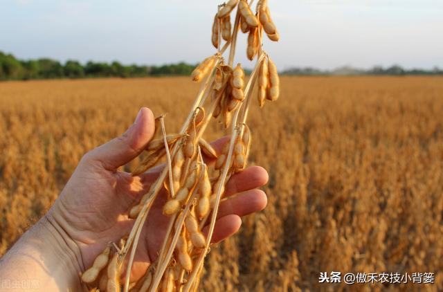 大豆有花无荚、有荚无籽、有籽干瘪、落花落荚的原因与防治技巧9