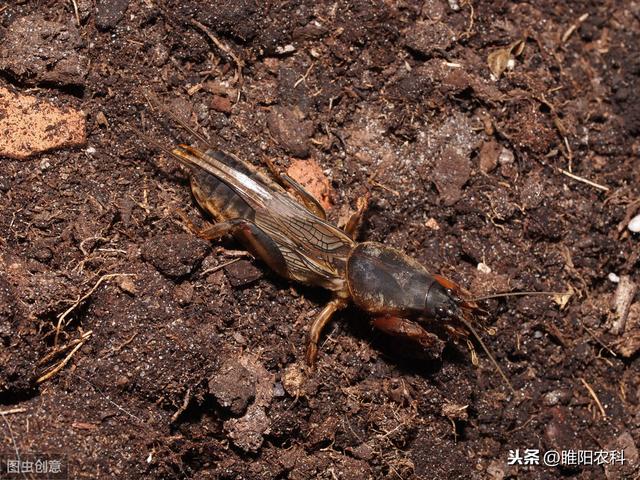 新型球孢白僵菌，200多种害虫的克星，杀虫于无声中6