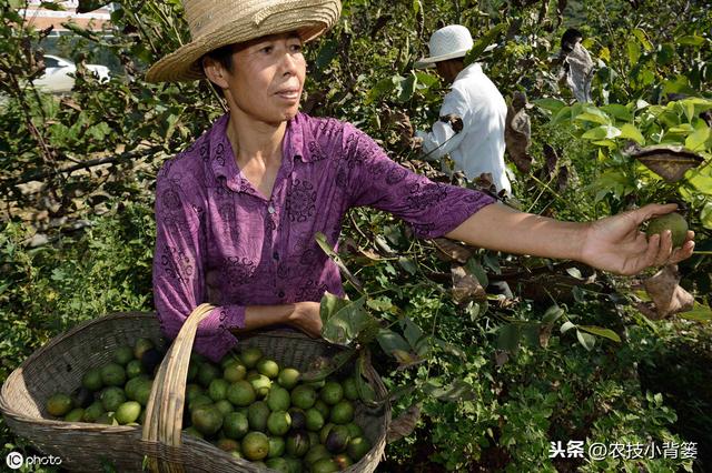 核桃结果期容易发生黑斑病，只有掌握病发规律才能做到有效防治9