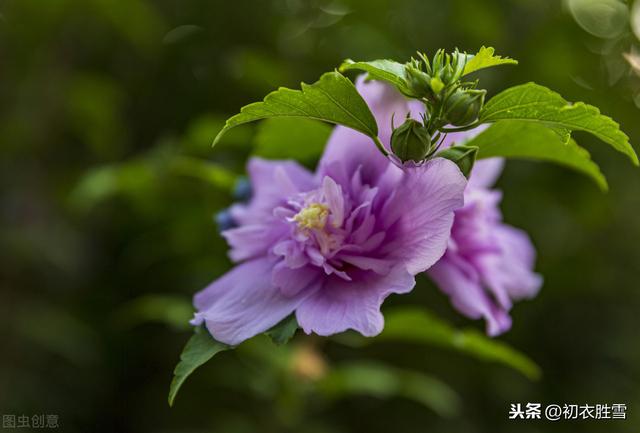 诗经 生如夏花 有女同车 颜如舜华 你知道舜华是什么花