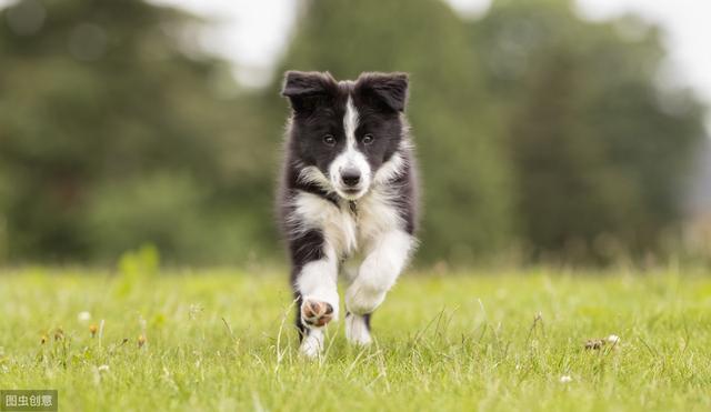 边境牧羊犬怎么养