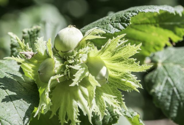 大果榛子高效栽培管理技术，及病虫害的防治措施，实现榛子的增收3