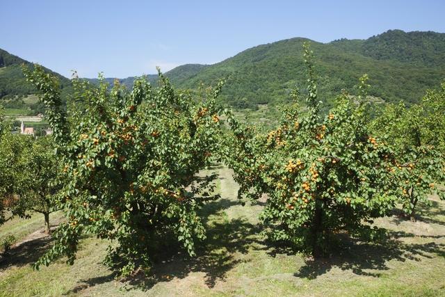 杏树种植方法，做好这几点，年产量提高百分之303