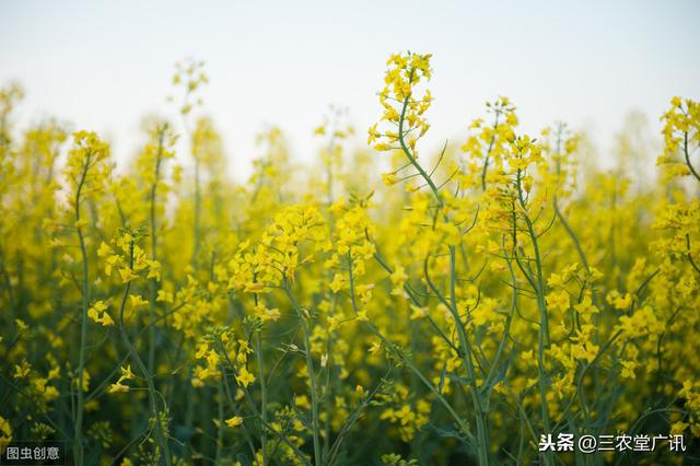 油菜马上进入种植期，提前了解各种草害和病害，这篇文章可以学习6