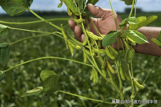 大豆开花结荚期早施叶面肥，增加结荚数量，促进荚果饱满充实3