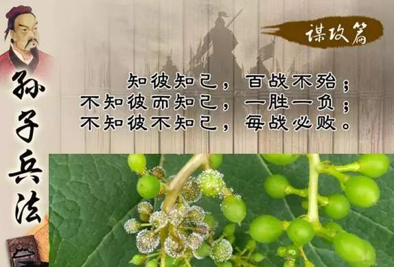 霜霉病用药方案