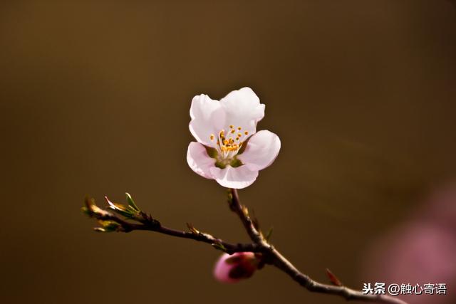 大彻大悟的精美小句子，值得收藏