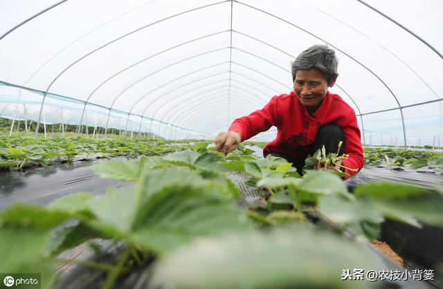 蓟马防治不当会降低作物的产量品质！学会这些蓟马防治不犯愁2