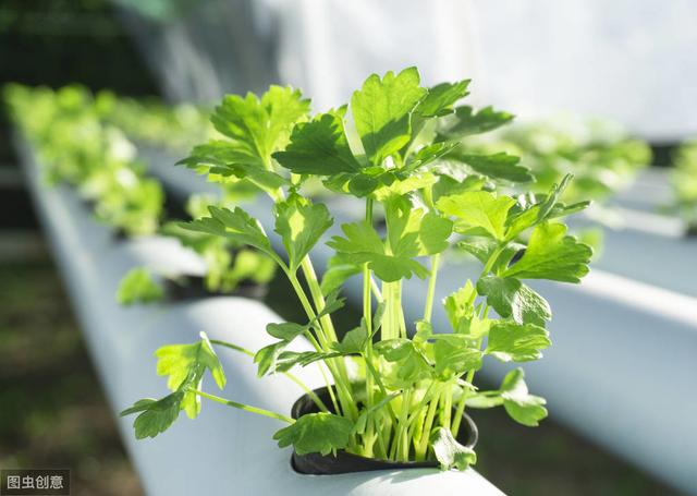 津南实芹种植方法 手把手教你种芹菜，掌握4个技术要点，秋季露天芹菜也能高产