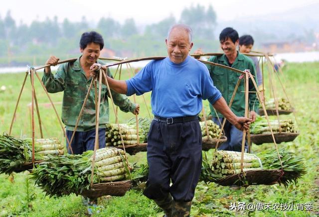 磷酸二氢钾对作物是个宝，学会这几个使用妙招，使用效果会更好13