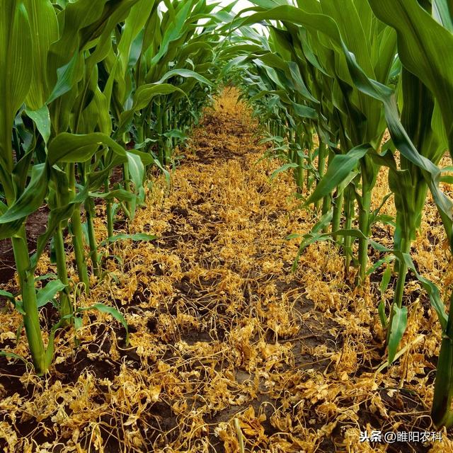 玉米田除草效果最好、最安全的除草剂，春夏几乎所有玉米均可用6