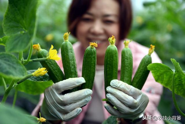 冬季大棚使用烟雾剂防治病虫害效果虽好，但一定要注意这4条8