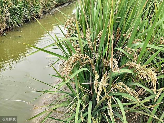 合川水稻病虫害防治，提高农户的经济收入，一起来学学吧4