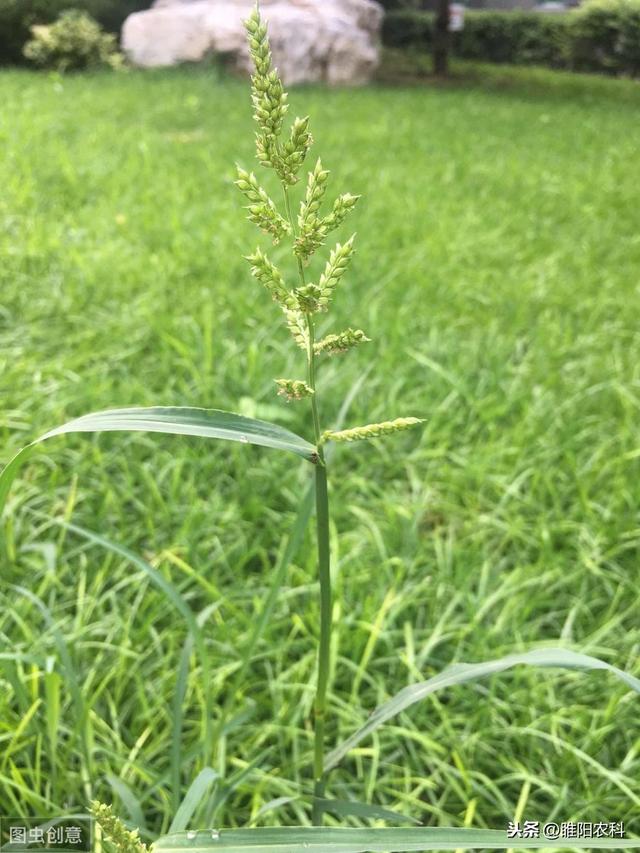 这个除草剂能治几十种杂草，持效期可达60天，用一次管一季3