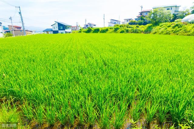 掌握水稻苗期常见的病害及防治方法，培育壮苗很简单