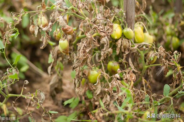 这个新药专注霜霉病、晚疫病、根腐病、茎腐病等，具有铲除作用