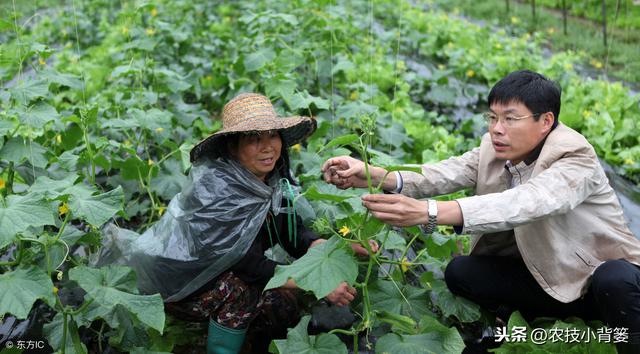 黄瓜种植，如何有效防治靶斑病、霜霉病、细菌性角斑病、炭疽病？14