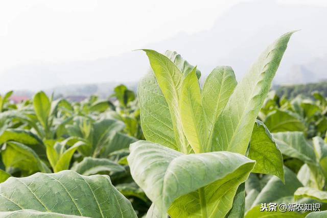 烤烟高质量栽培技术，种植户不要错过，加快农民脱贫致富步伐5